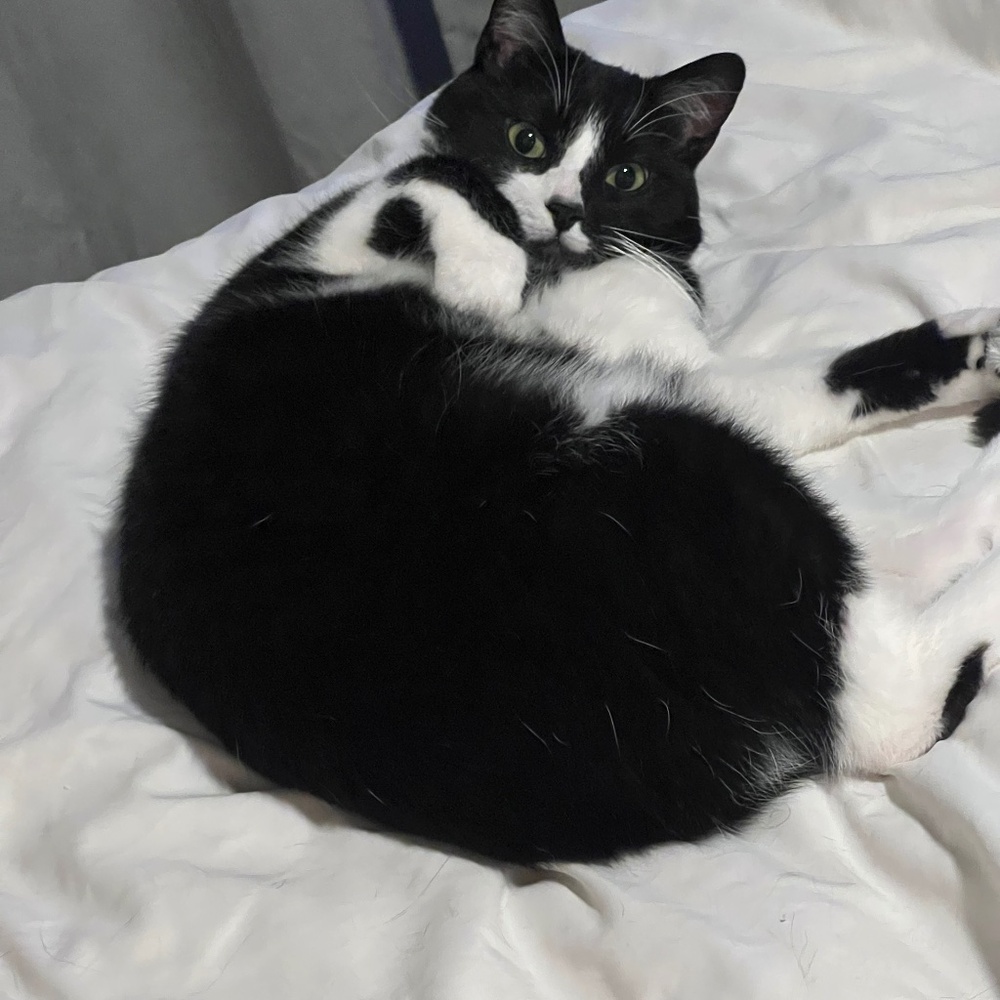 Meet your Posher, Julia